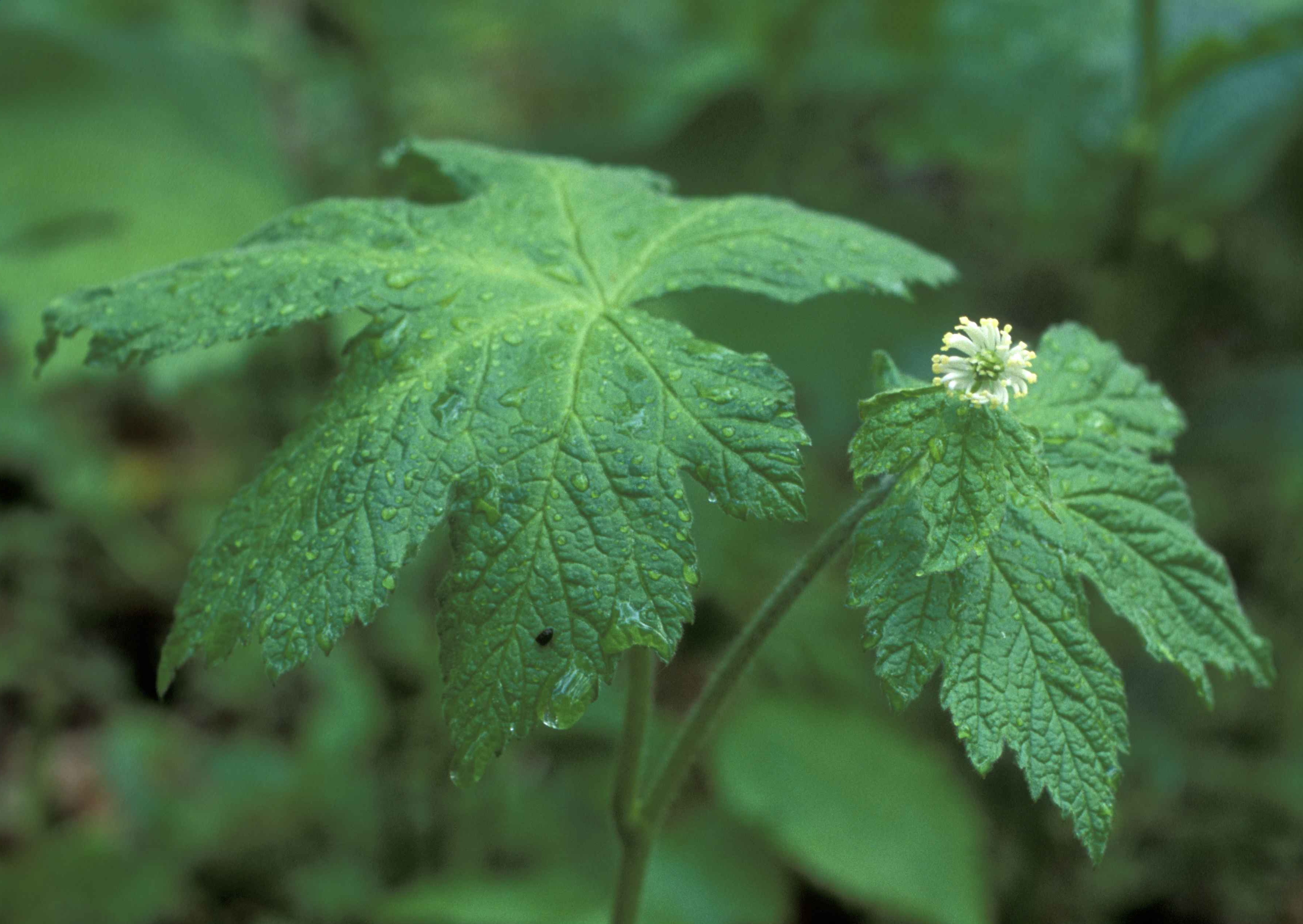 Herbs Specific for Coughs